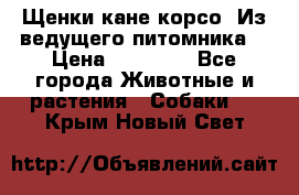 Щенки кане корсо! Из ведущего питомника! › Цена ­ 60 000 - Все города Животные и растения » Собаки   . Крым,Новый Свет